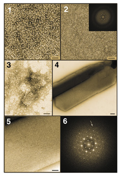 The Dps protein as viewed by electron microscopy